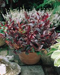 Easy Maintenance Evergreen Shrubs