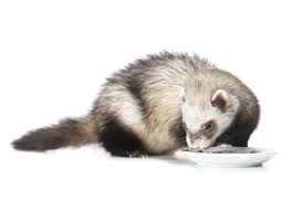 What Do Ferrets Eat A Guide To Feeding Your Ferret
