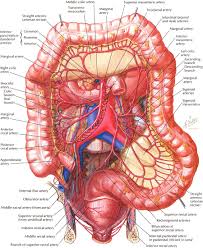 Function Of Large Intestine In Human Body Human Anatomy