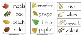 Unexpected Birch Leaf Identification Chart Tree