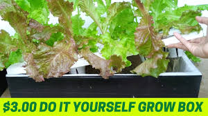 diy hydroponics kratky method