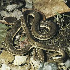 Checkered garter snakes can truly be called a texas species. The Snakes