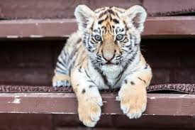 royalty free baby tiger images