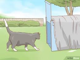 3 ways to get rid of cats wikihow