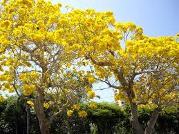 It grows on a small tree and its blossoms are pink, white or red. Gallery For Yellow Flowering Trees