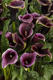 be my prince calla lily