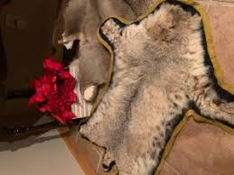 bobcat rug petska fur