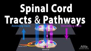 spinal cord anatomy spinal tracts