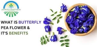 erfly pea flower suppliers