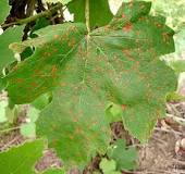 How do you treat brown spots on grapes?