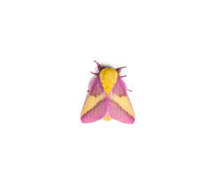 the pink and yellow rosy maple moth is