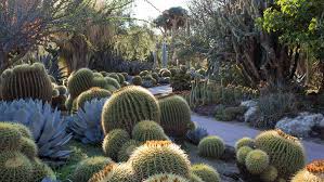 8 Cactus Gardens In L A For Succulent