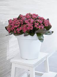 Story from house plants guide. 17 Best Flowering Houseplants Balcony Garden Web