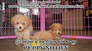 aprticot toy poodle puppies