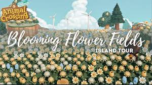 blooming flower fields island tour
