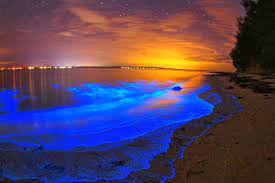 the mystery of bioluminescent bays