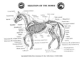 The Horse Skeleton Has About 205 Bones That Make Up The