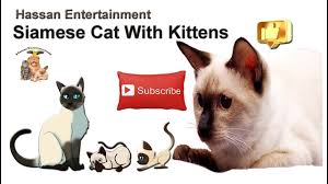 Siamese cats are outstanding for their irresistible beauty and charming personality. Playful Siamese Cat Personality And Behavior Short Story Youtube