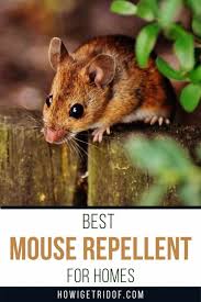 Apply this directly wherever you think you might have mice. Best Mouse Repellent For Homes How I Get Rid Of