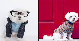 In the past, top fashion brands and companies were measured according to their market value. Dog Fashion Designer Dog Clothes Top 10 Brands Marc Petite