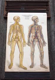 American Frohse Nine Anatomical Wall Charts Nystrom