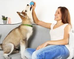 Starting A Pet Sitting Business How To Start A Pet Sitting Business