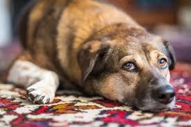 how to remove pet odor from your rug