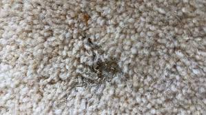 what do carpet moth eggs look like
