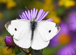 cabbage white erfly