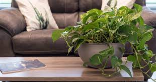 indoor plants for an office with no windows