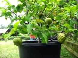 Sebenarnya masih banyak lagi tanaman buah yang bisa ditanam di dalam pot (tabulampot), seperti buah kiwi, pir, apel, buah naga, tomat, dan delima. Tanaman Buah Dalam Pot Cara Menanam Tabulampot Produktif