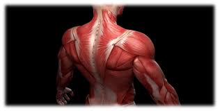 Within this group of back muscles you will find the latissimus dorsi, the trapezius, levator scapulae and the rhomboids. Learn The Anatomy Of Back Muscles