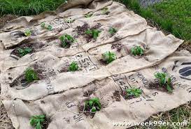 Burlap Bag Weed Protection