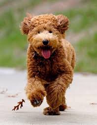 Teddy bear goldendoodle puppies were first bred in the 1990s in australia and north america when golden retrievers were crossed with standard poodle dog breeds. What Is A Teddy Bear Goldendoodle Ebknows