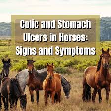 colic and stomach ulcers in horses