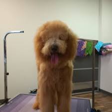 poodle grooming in springfield oh