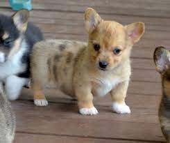 Are you looking for lab puppies for sale in roanoke va? Corgi Puppies For Sale In Va Petswall