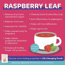 raspberry leaf life changing herb