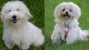 10 cute small dog breeds in india
