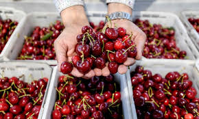 They offer maximum fruit yield per square foot. Imported Cherry Prices Drop Following Oversupply Global Times