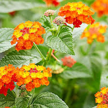 Orange Flowers For Your Garden