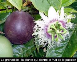 The passion fruit is a widely loved and widely eaten fruit that originated in central south america. La Grenadille La Plante Qui Donne Le Fruit De La Passion