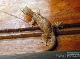 geckos your travel lizard friends