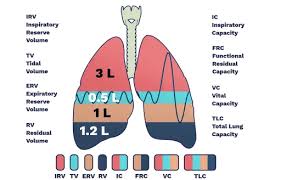 tidal volume normal value how to