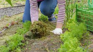 organic mulches for vegetable gardens