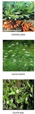 Review on Some Medicinal Plants with Hepato protective Activities     Open Access Journals