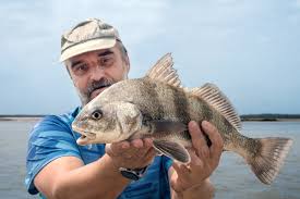 can you eat black drum fishmasters com