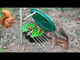 the first diy squirrel trap how to