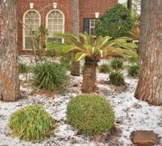 Winter Garden Winter Gardening