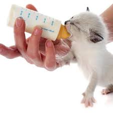 how to feed a newborn kitten step by